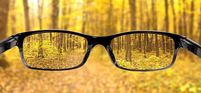 Seeing the Forest for the Trees