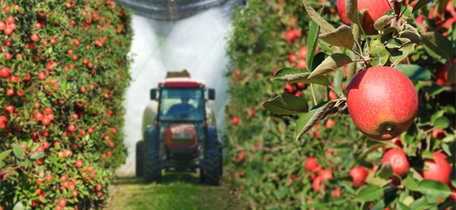 Washington L&I Fines Orchard Company Following Two Worker Deaths