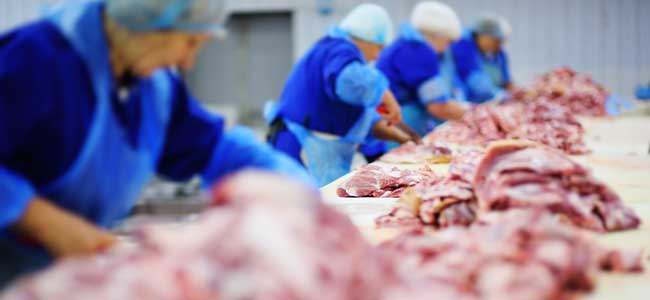 OSHA Updates Safety Guidelines for Animal Slaughtering, Processing Workers