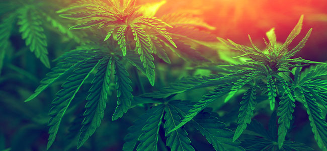 Marijuana: Legal Doesn’t Mean Safe